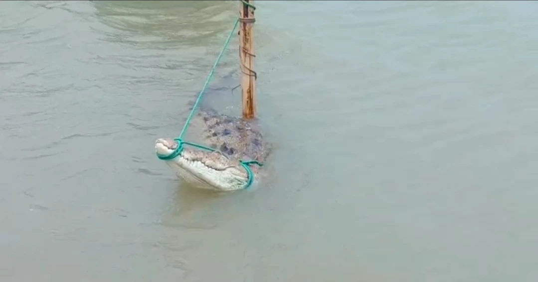 Crocodile caught in fishing gear sparks curiosity in Faridpur