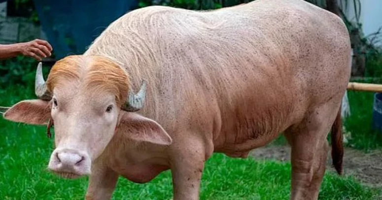 ‘Donald Trump’ buffalo not to be sacrificed, says police