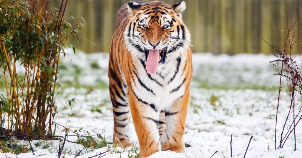 Tiger kills man who enters enclosure at English wildlife park