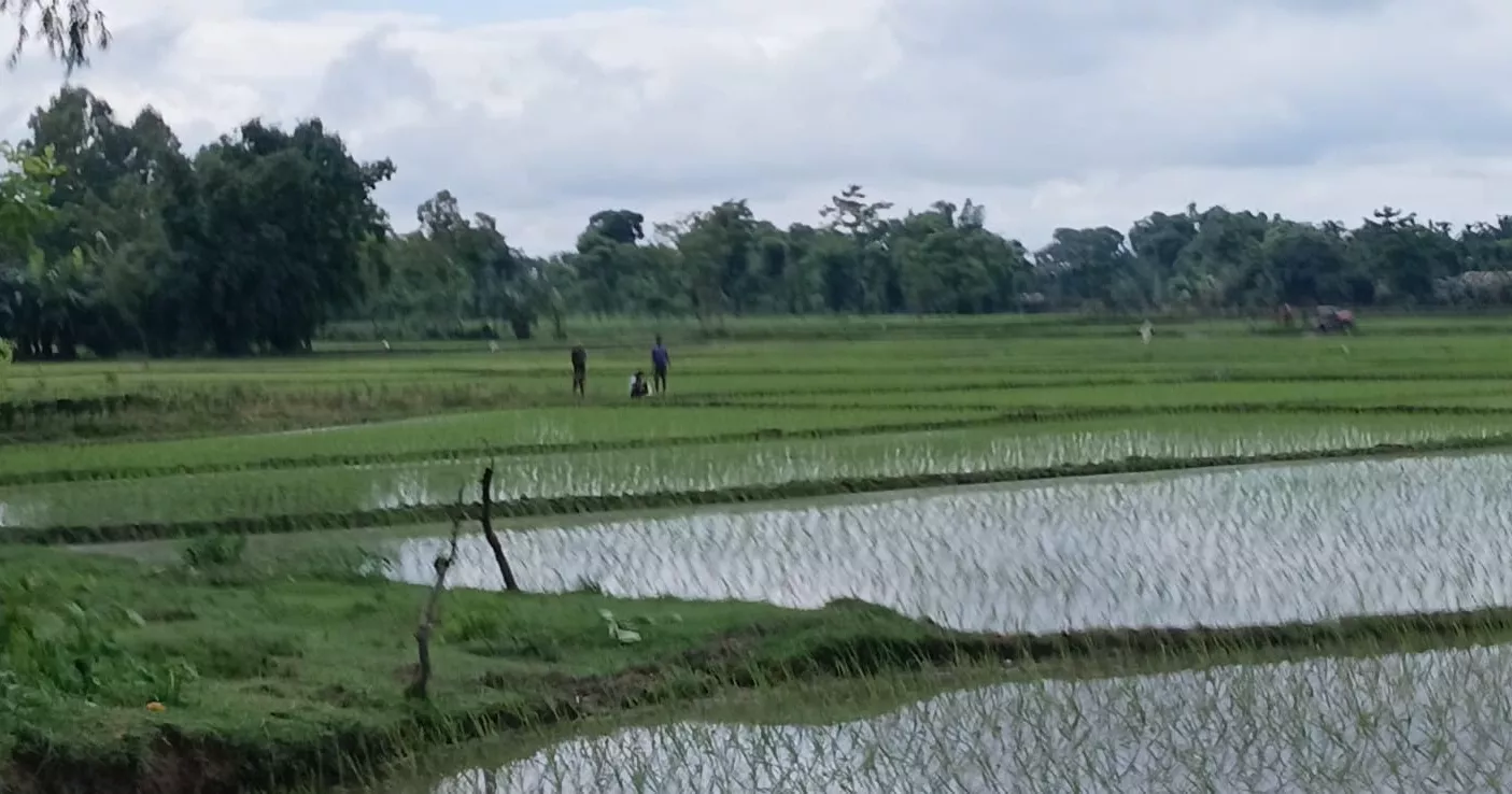 BGB stops BSF bid to install cement posts near Patgram border