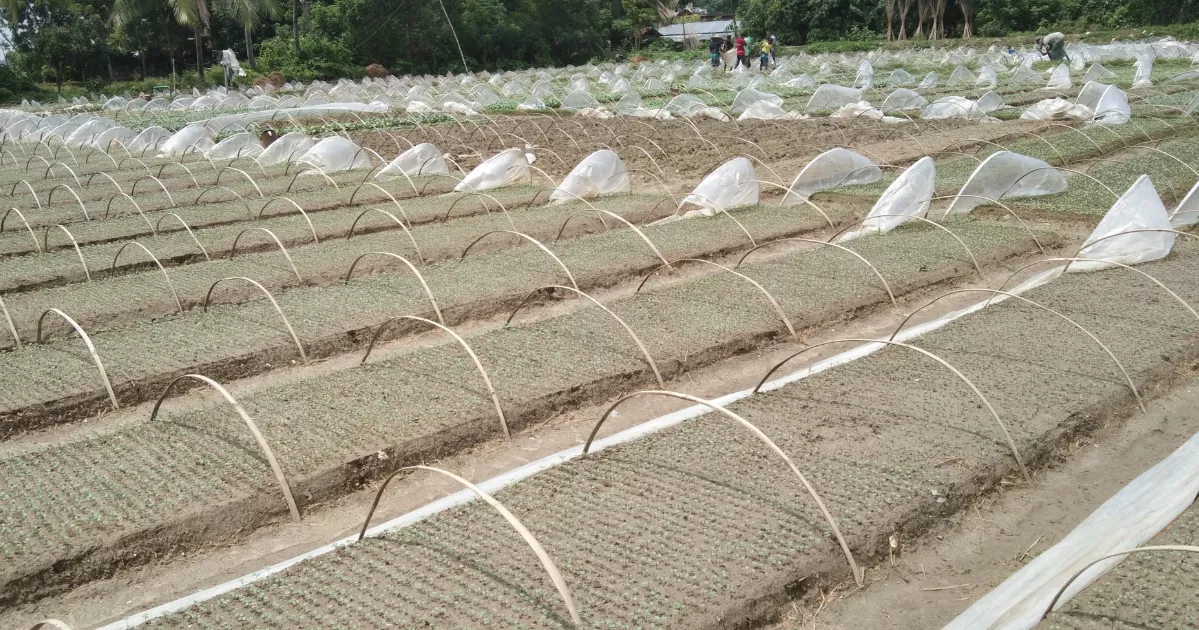 Jashore emerges as Bangladesh’s winter vegetable seedling hub