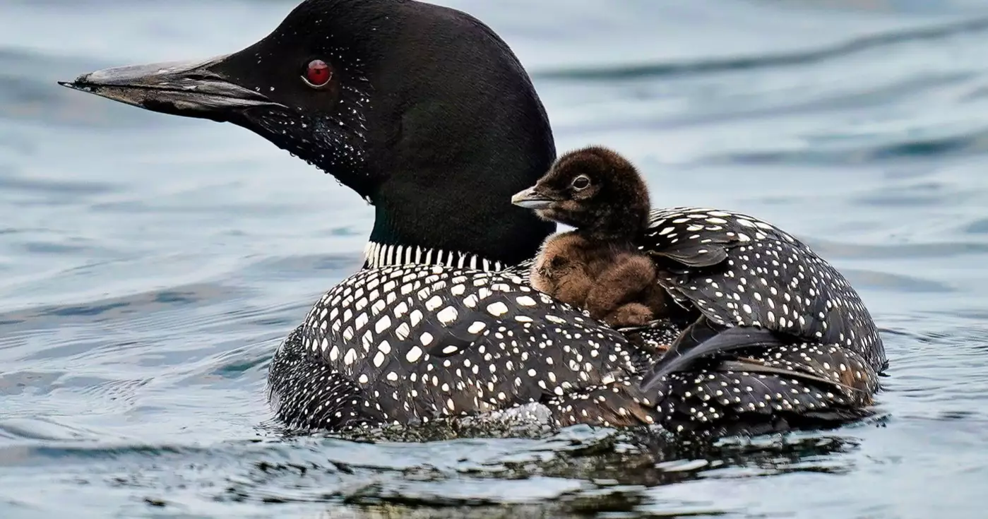 Loon population rebounds in Maine, bringing more haunting calls to lakes