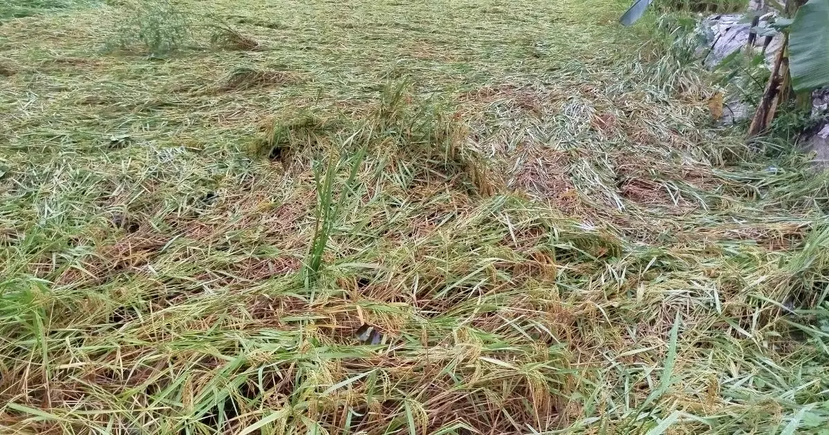 Continuous rain flattens half-ripe paddy in Lalmonirhat, farmers worried