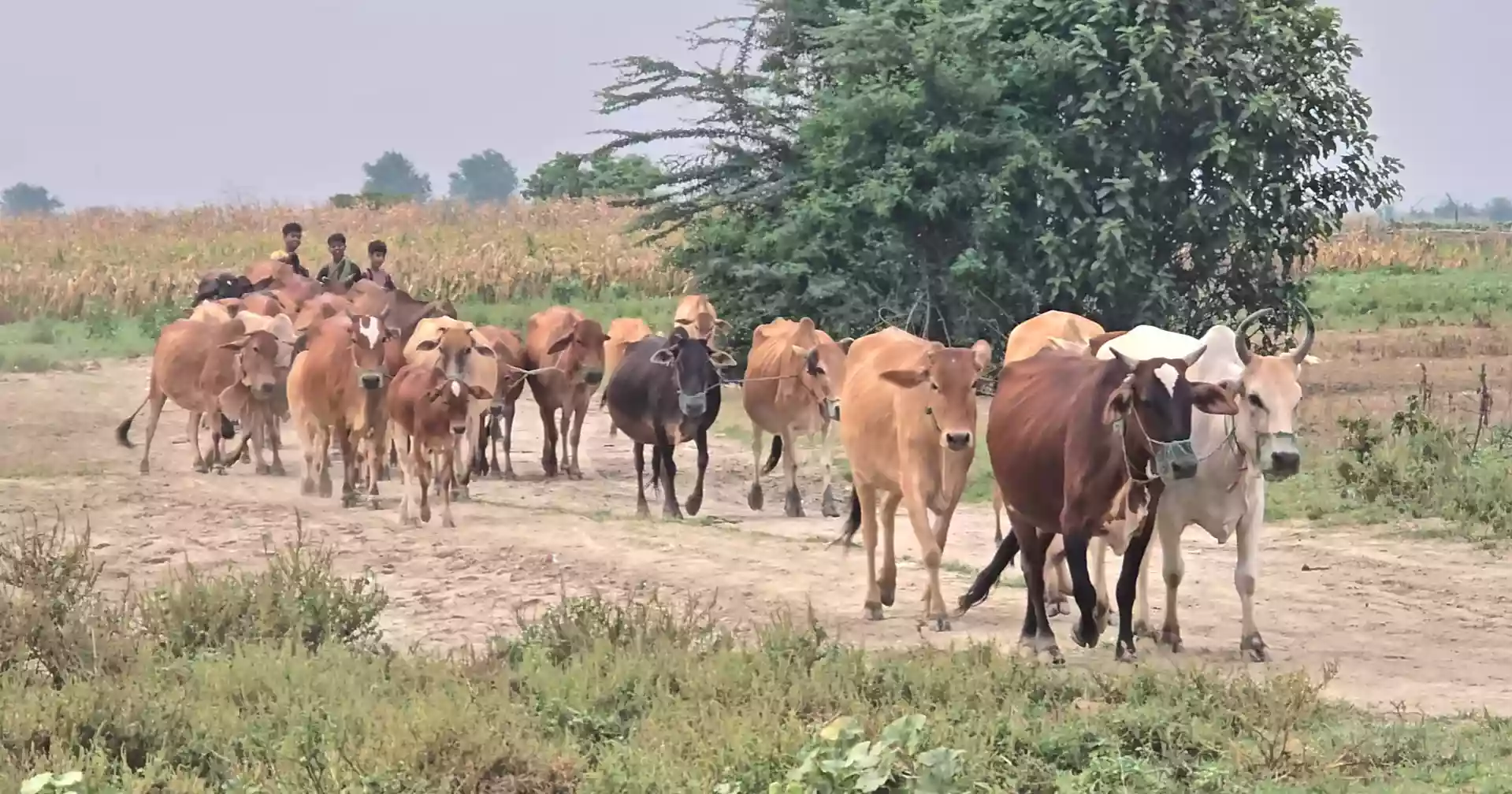 Char dwellers in Faridpur pin hopes on Eid-ul-Azha for livestock sales