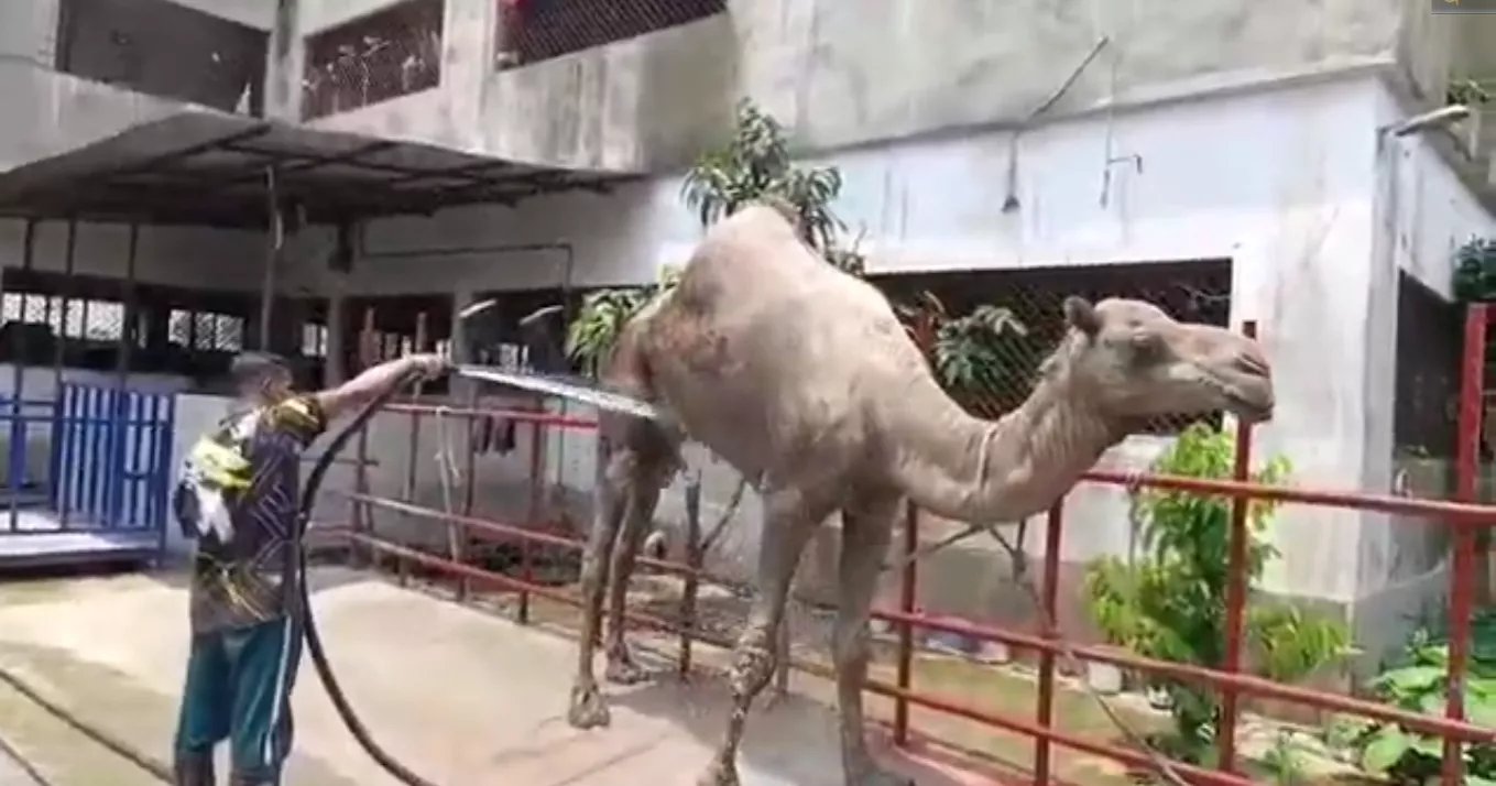 Eid-ul-Azha: Rajasthan camel wows visitors at Cumilla firm