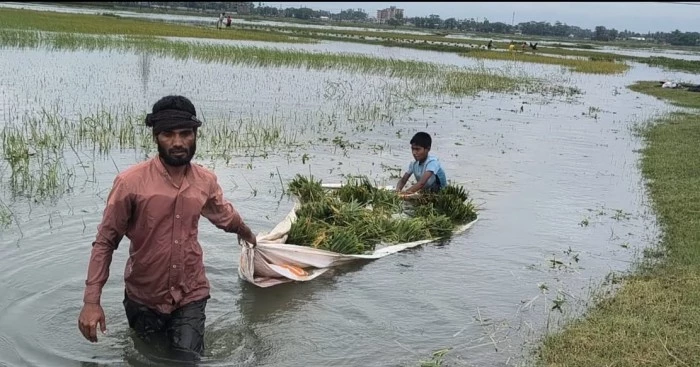 Unplanned embankments worsen flooding in Sunamganj haors; massive crop losses reported