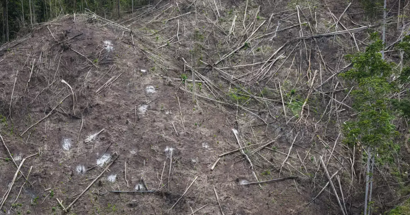 Indonesian forests supplying global biomass energy endangering environment  
