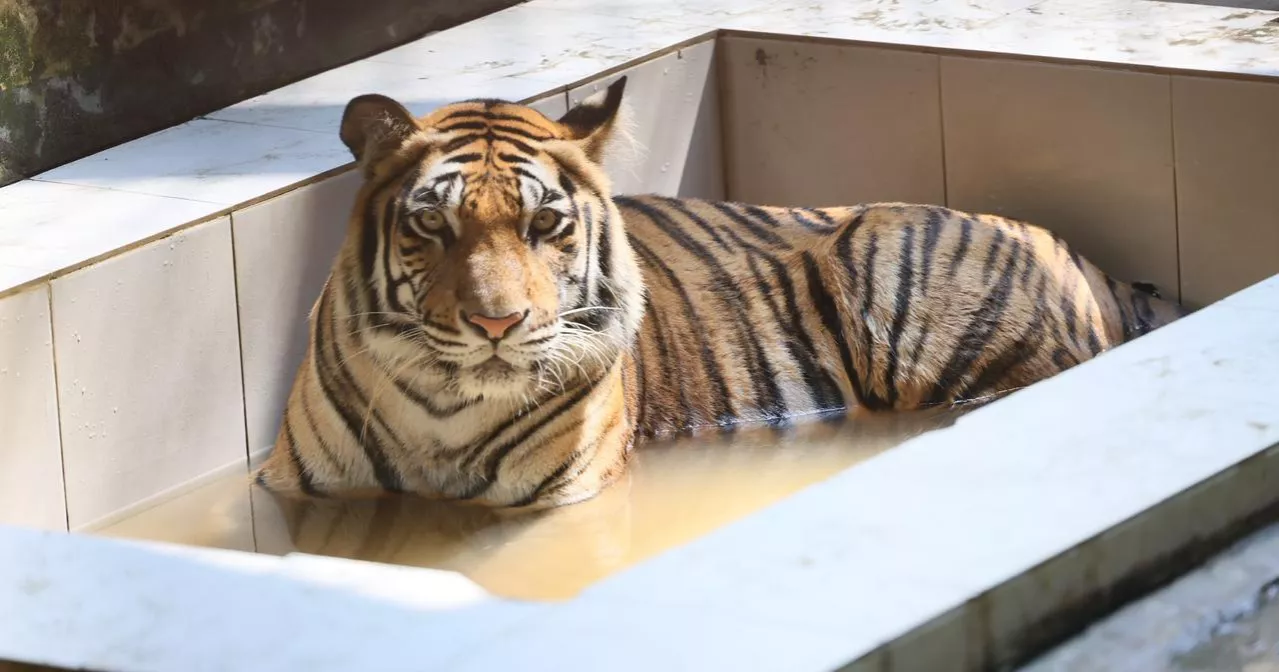 Beating the heat: Zoo animals seek relief in waterbodies as heatwave grips Dhaka