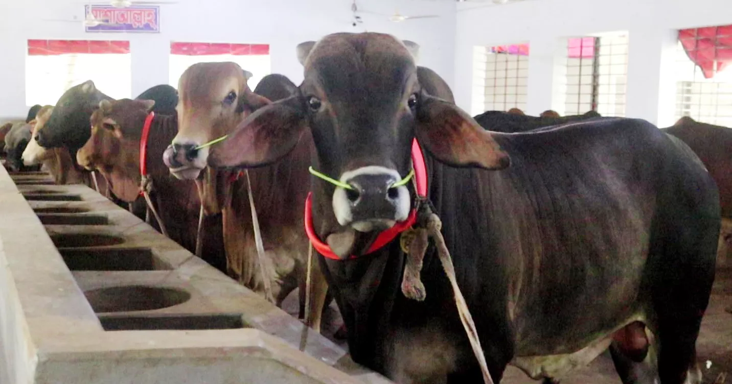 Looted on way to Ctg from Sylhet, 3 sacrificial cattle recovered in Dhaka