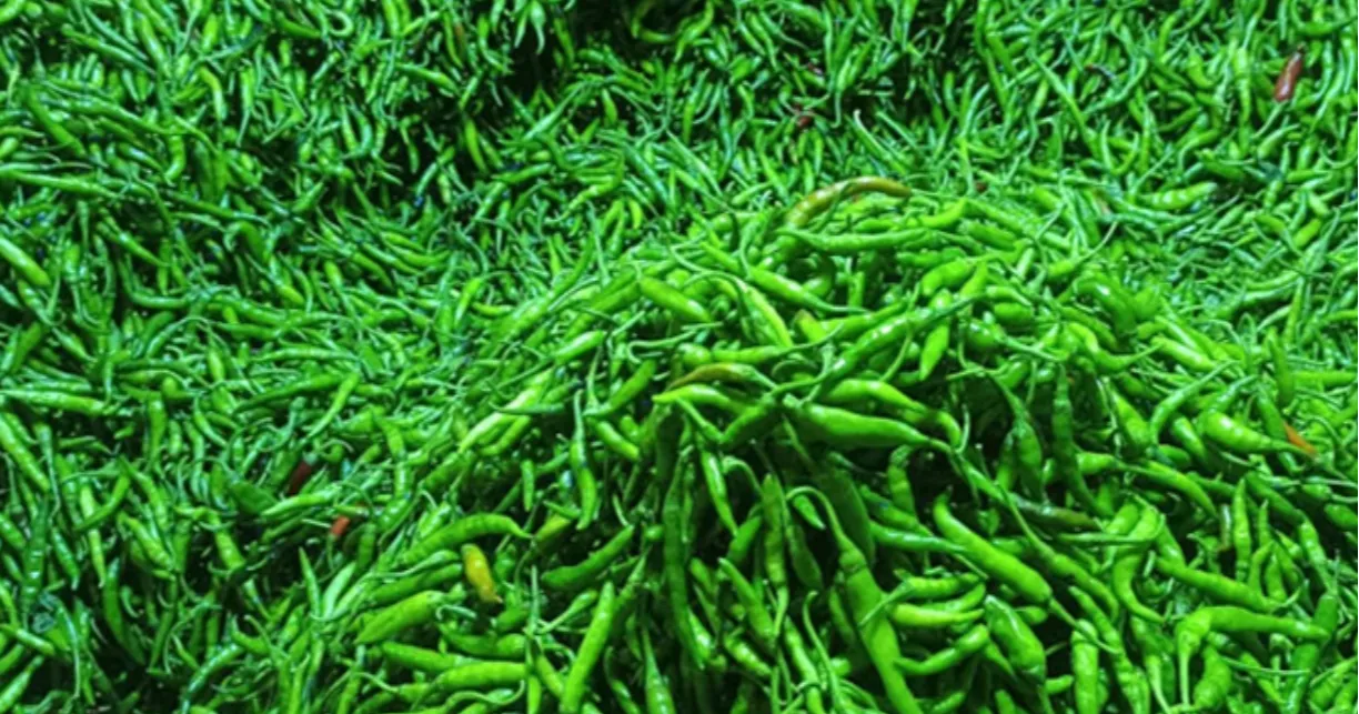 9.2 tonnes of green chilli imported from India through Benapole