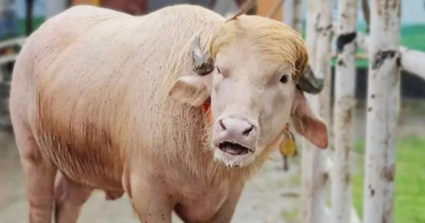 “Trump”-named rare white buffalo transferred from National Zoo to BLRI in Savar