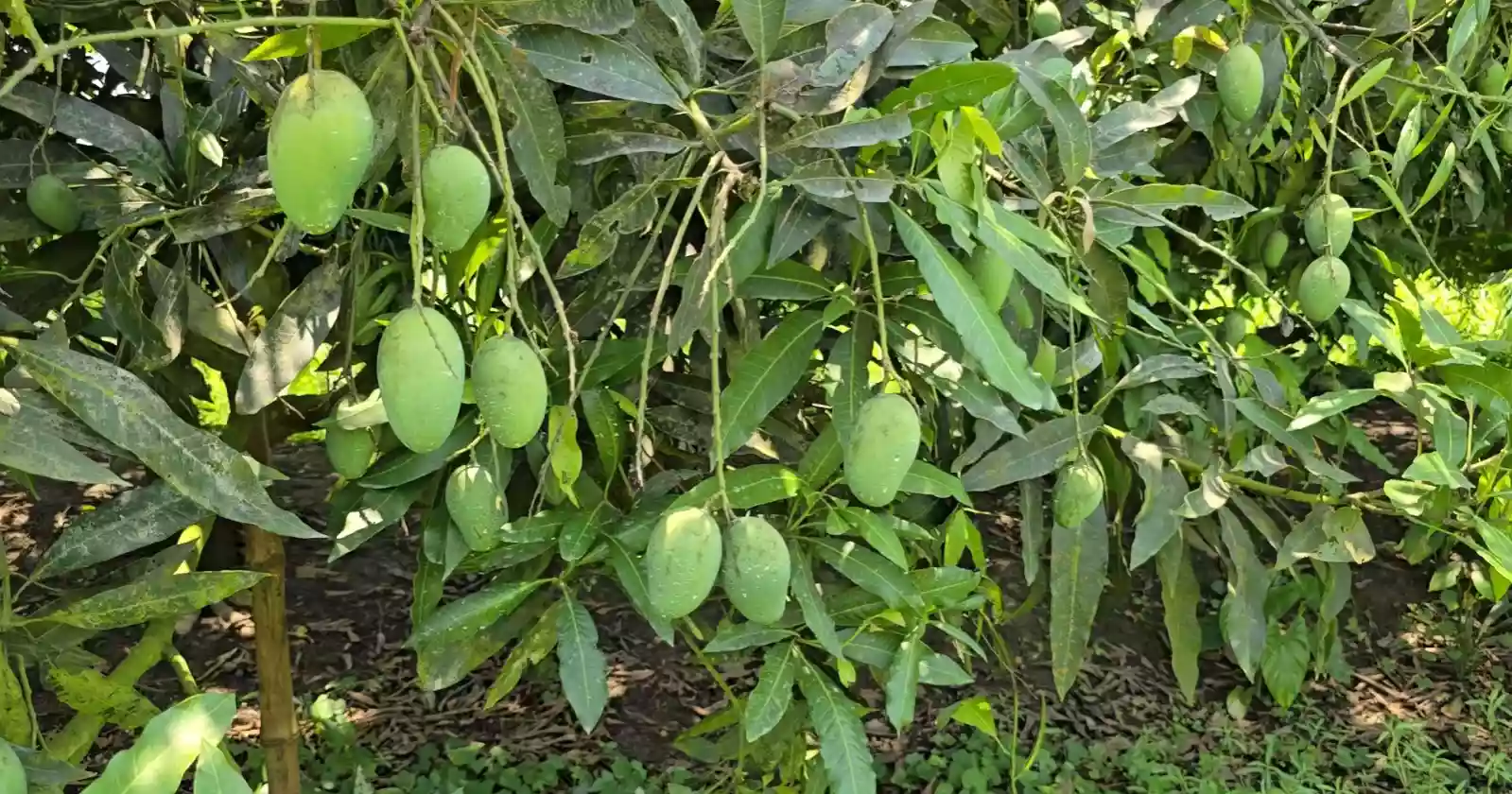 Beyond paddy and jute: Faridpur emerging as mango hub