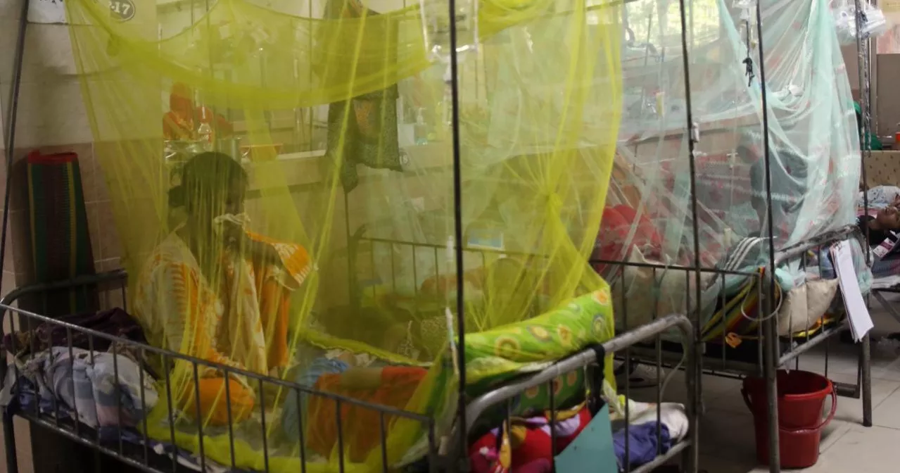 Dengue: 3 more die, 753 hospitalised in 24 hours