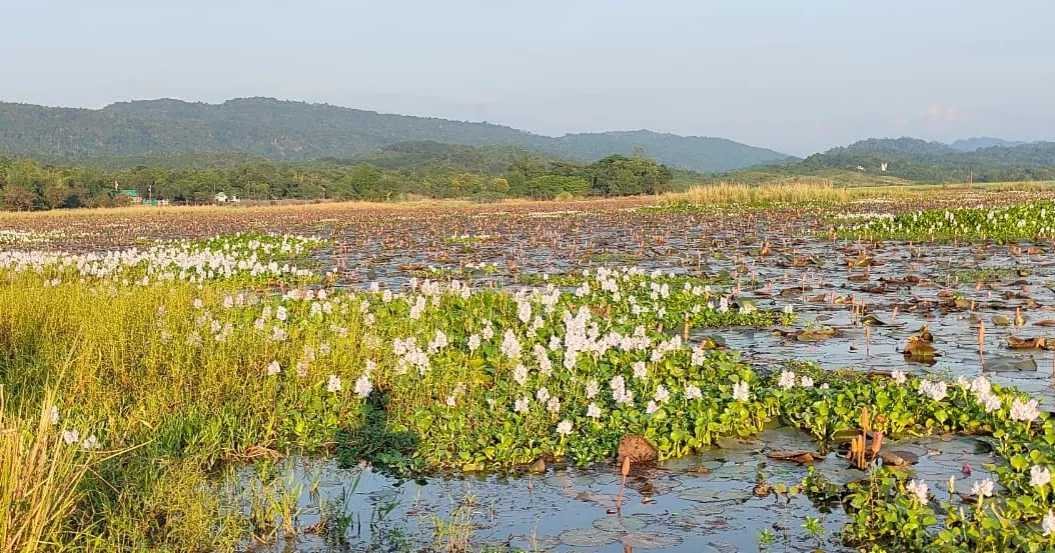Fiery lilies fade as water hyacinth engulfs Lal Shapla Beel in Jaintapur