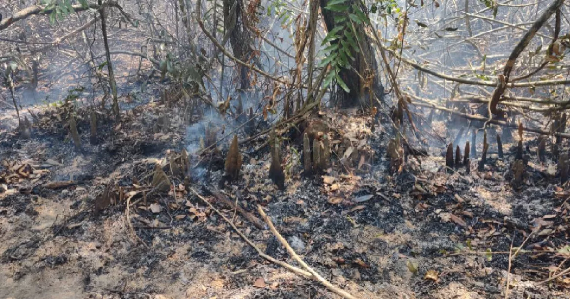 Sundarbans fire under control: Home Minister informs Cabinet