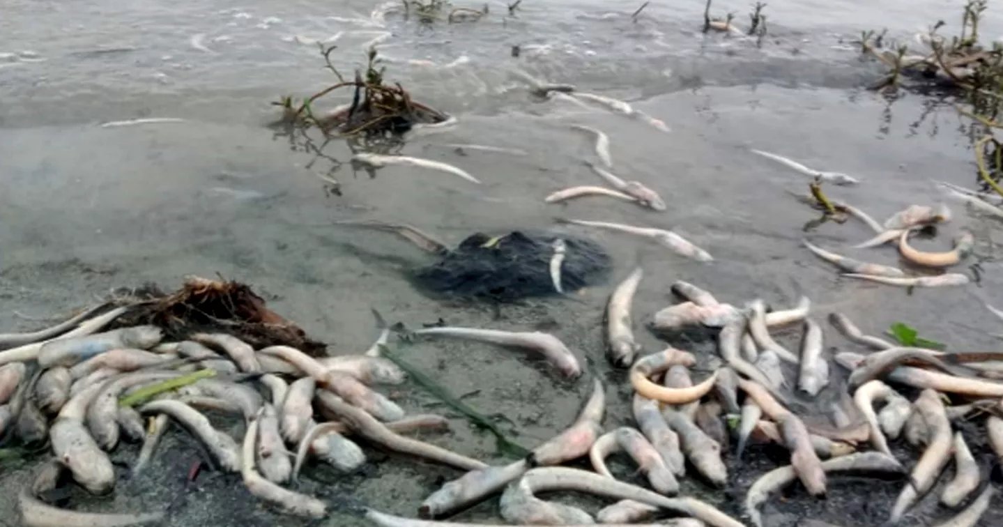 Meghna’s Toxic Turn: Mass fish deaths spark alarm among fisherfolk