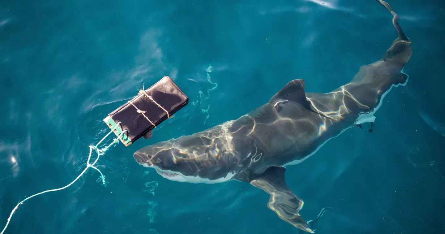 Scientists develop new bite-resistant wetsuits to reduce shark bite injuries