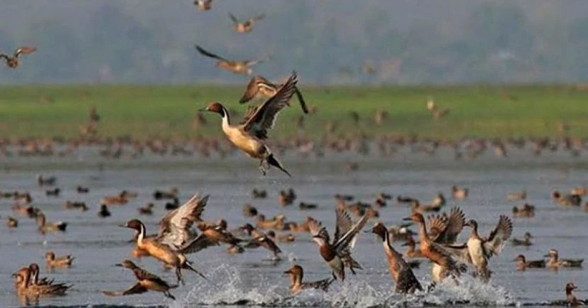 Beanibazar’s green cover shrinks, migratory birds disappear
