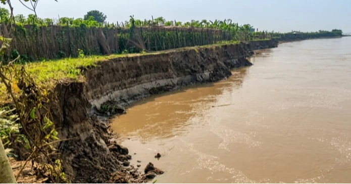 Brahmaputra erosion swallows farmland in Kurigram; farmers harvest half-ripe paddy