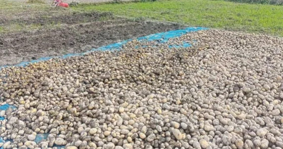 Untimely rain adds to misery of Rangpur potato farmers amid price crash