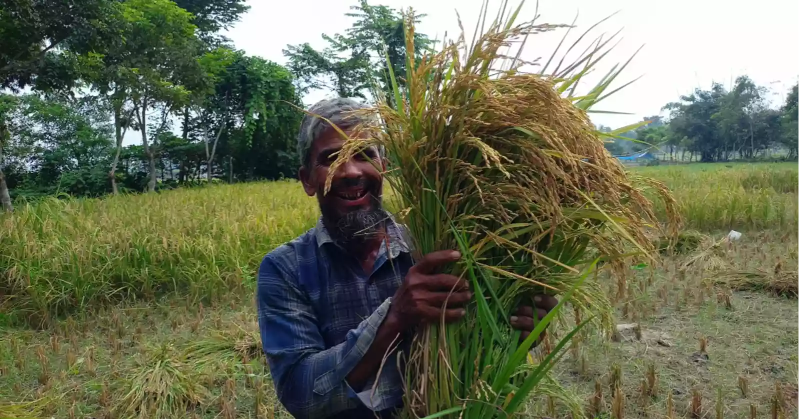 Golden harvests, rising straw prices bring smiles to Rangpur farmers
