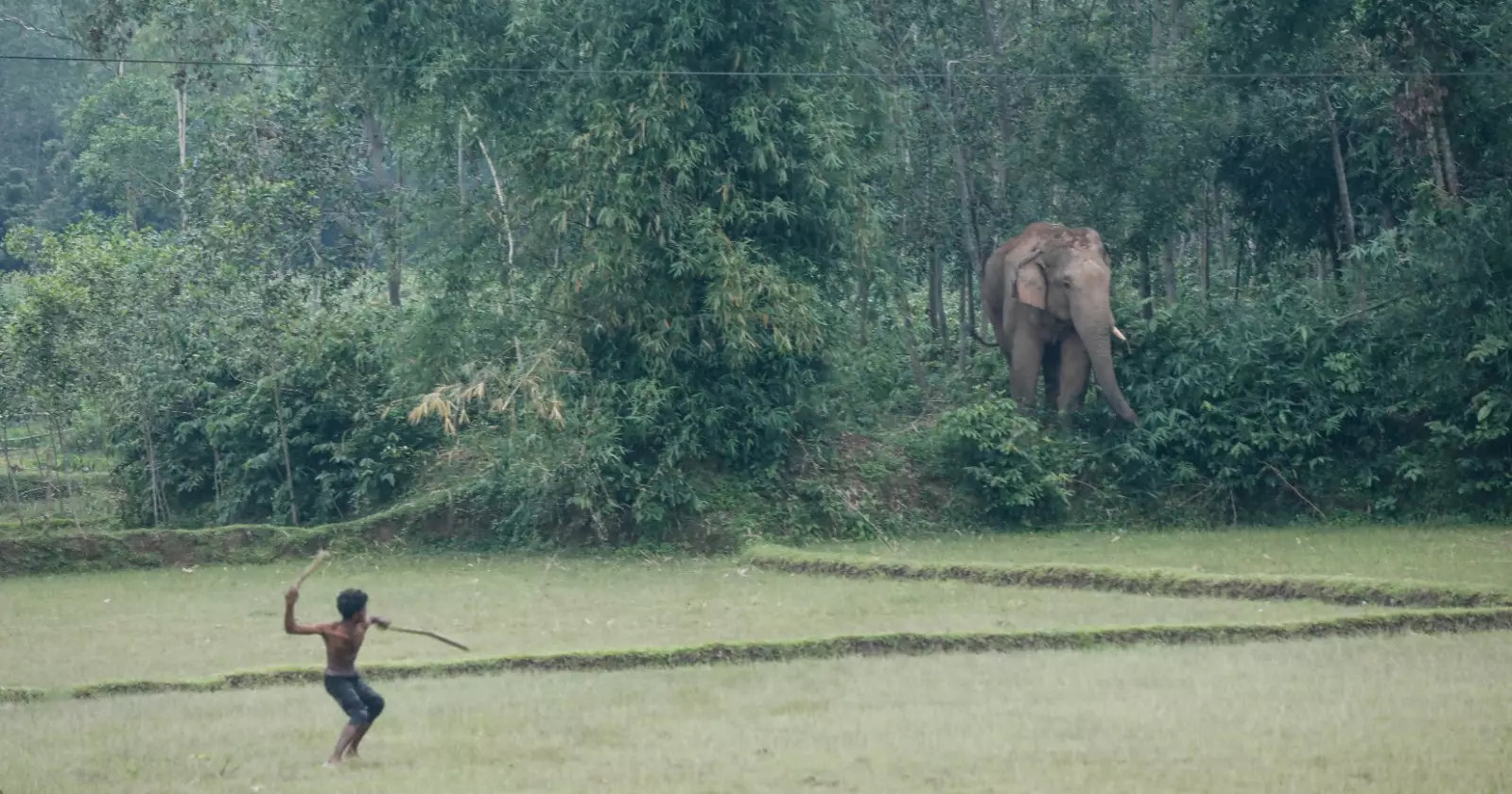 Human-elephant conflict intensifies in Sherpur border hills