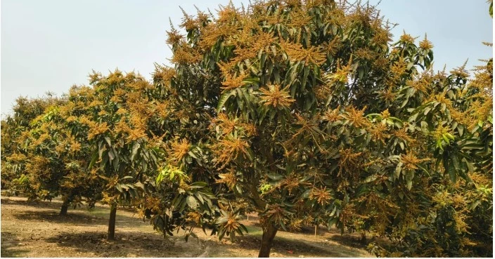 Harivanga buds blanket Rangpur orchards ahead of mango season