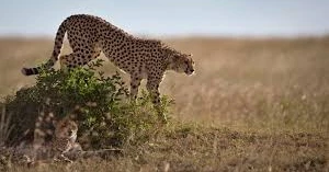 Cheetah sperm bank could help save the fastest land animal from extinction