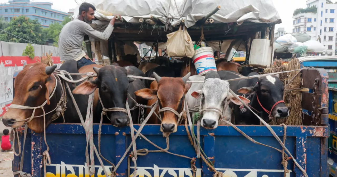 Medium-sized cattle leading buyers’ choice in Dhaka haats