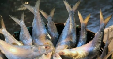 2-month fishing ban in Padma-Meghna to end tonight