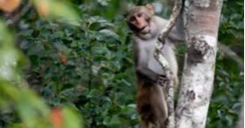 43 monkeys remain on the run from South Carolina lab. CEO thinks they're having an adventure