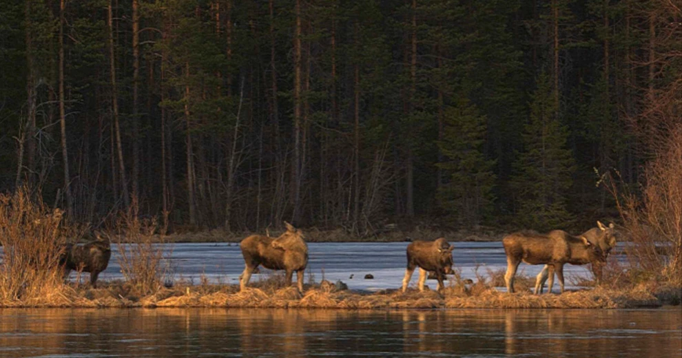 ‘The Great Moose Migration’ captivates devoted fans of Swedish slow TV sensation