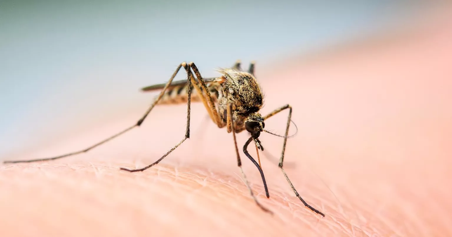 219 dengue cases reported in 24 hours