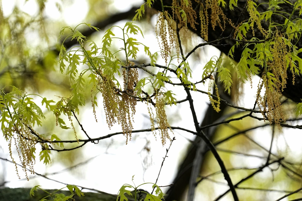 Spring allergies are here again — How to check pollen levels and keep symptoms under control