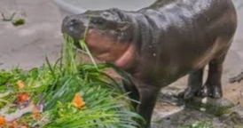 Thousands celebrate baby Hippo Moo Deng’s first birthday at Thai Zoo
