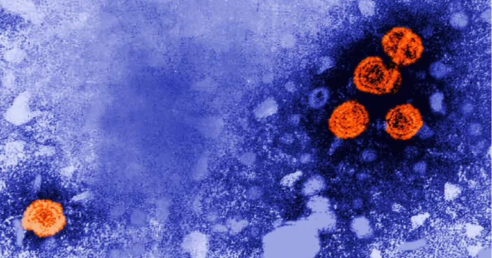 Experimental hepatitis B drug shows promise for “functional cure” in some patients