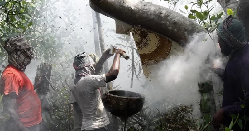 Honey collection in Sundarbans to begin April 1