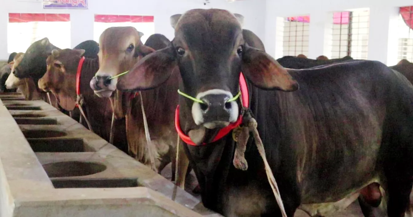 Naogaon farmers anxious over illegal Indian cattle entry ahead of Eid