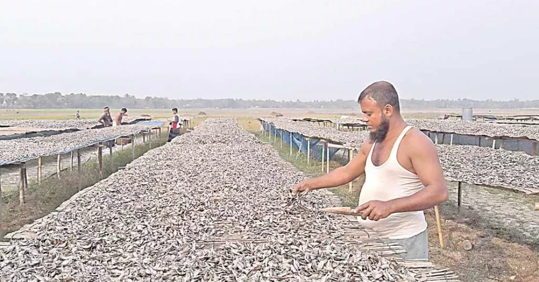 Dry fish trade keeps Narail economy moving in winter