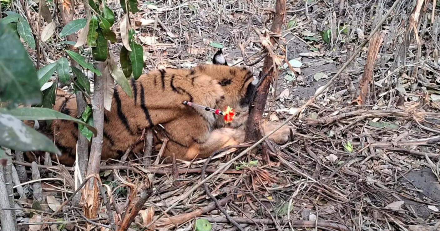 Rescued tigress from Sundarbans still in trauma, physically frail