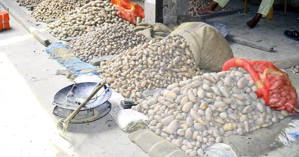 Price Crash: Potato farmers’ hopes in northern Bangladesh fading fast