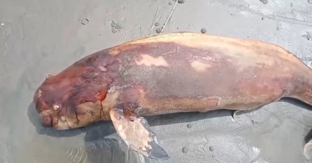 Dolphin carcass found at Kuakata beach