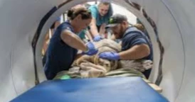302-Pound Loggerhead Sea Turtle Gets Oversized CT Scan—and a Big Surprise