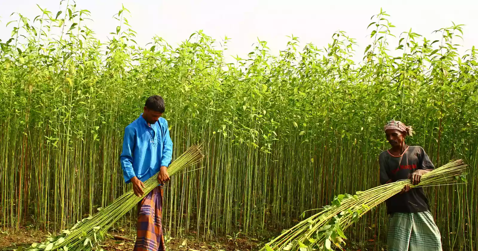 Khulna falls short of jute production target for lack of incentives