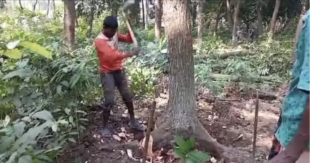 RHD and PWD in dispute over sale of 70 govt trees in Kushtia