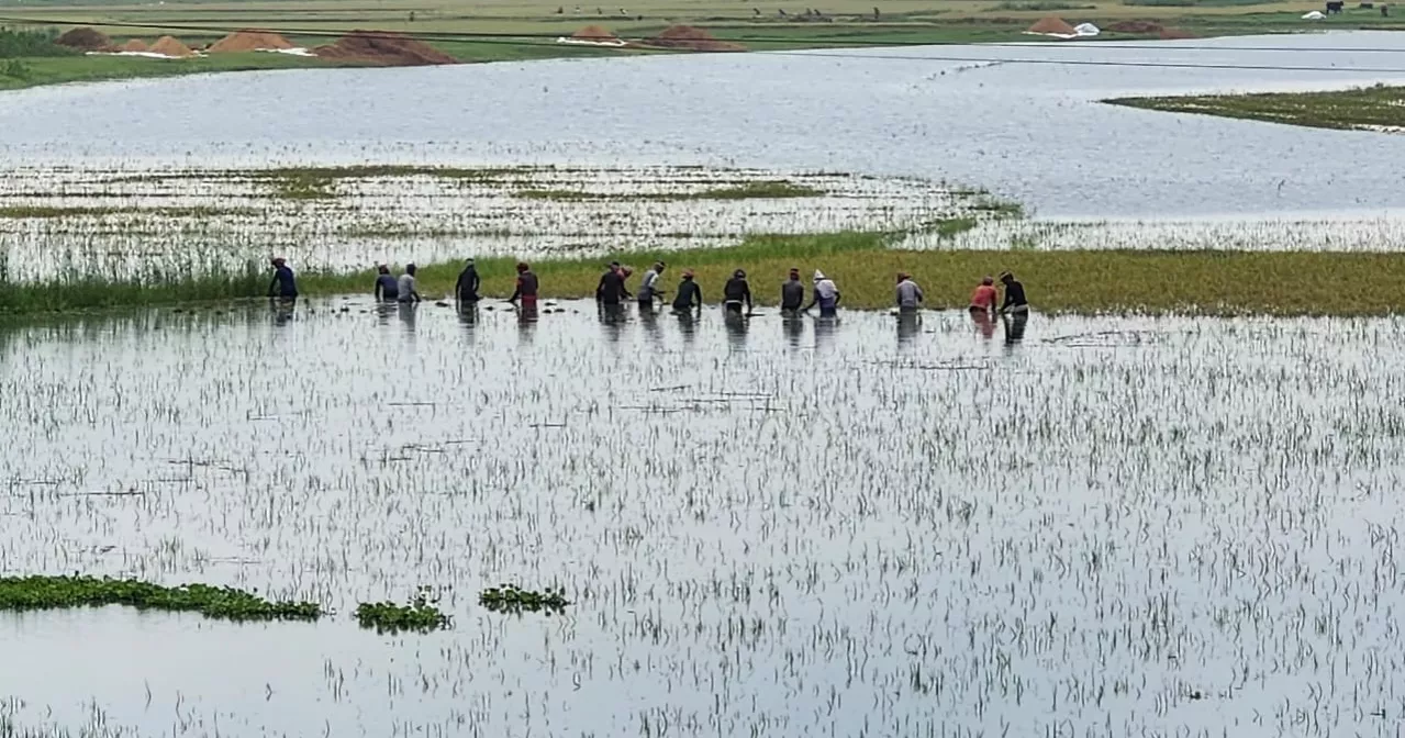 7,000 hectares of cropland inundated by continuous rain in Kishoreganj