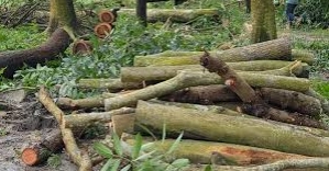 Govt promulgates ordinance with fines  for illegal tree cutting