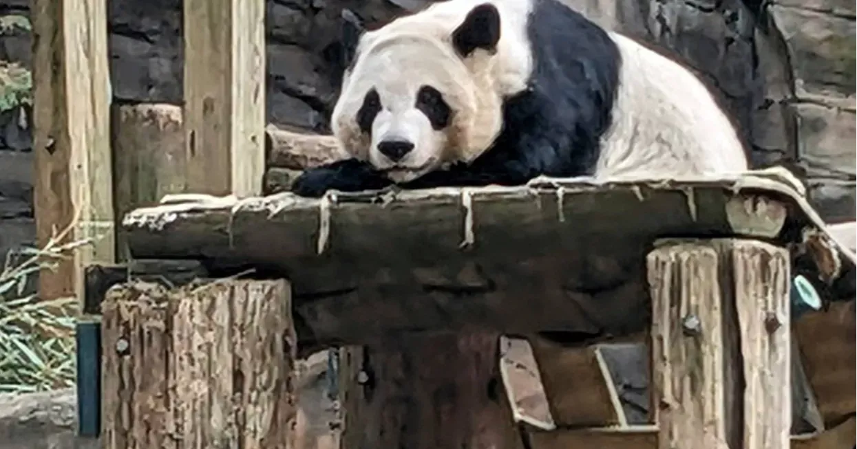 China to send giant pandas to Atlanta zoo again under new conservation deal