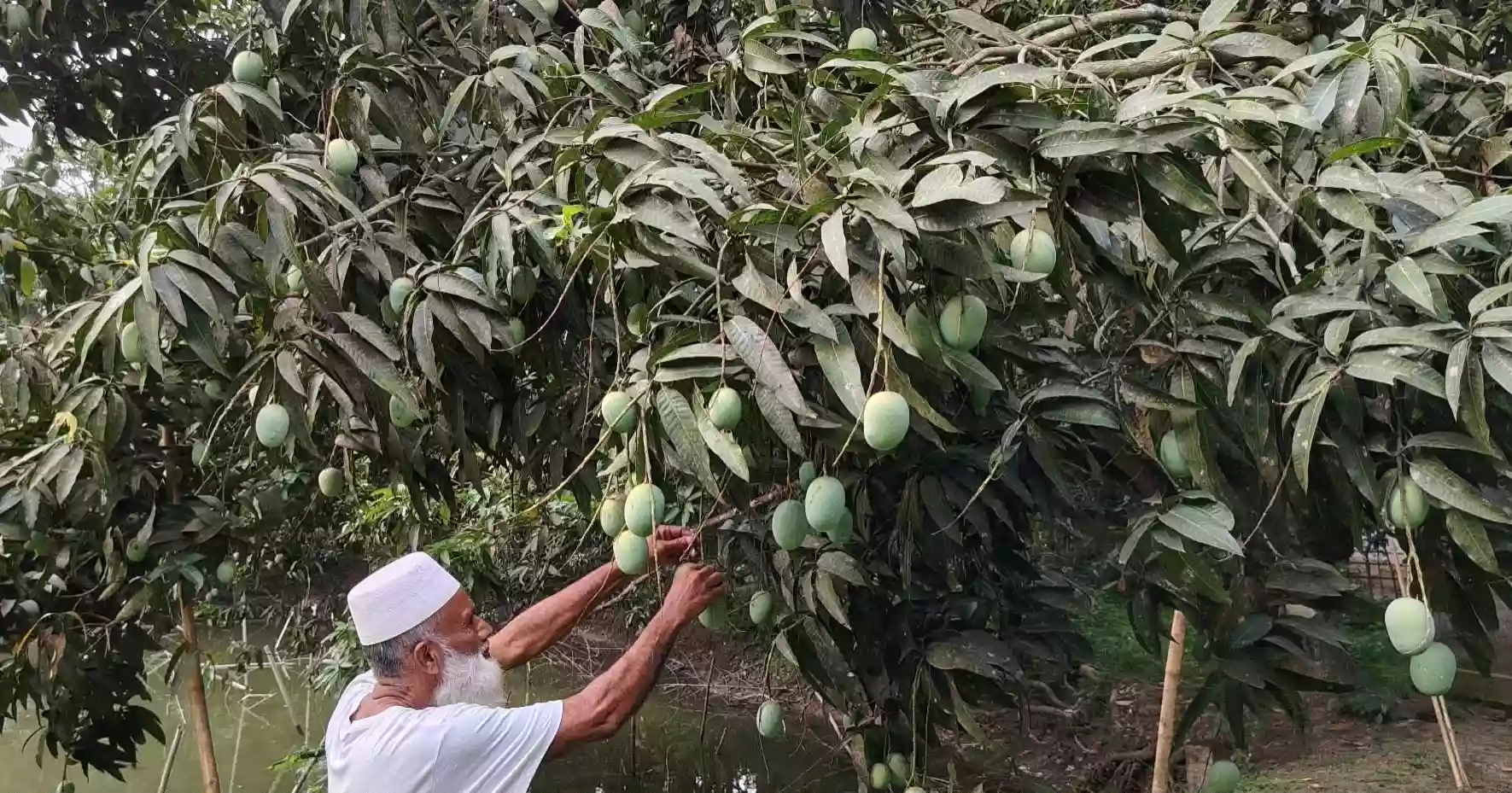 Mango grower by passion: Khulna lawyer Shahadat eyes record harvest