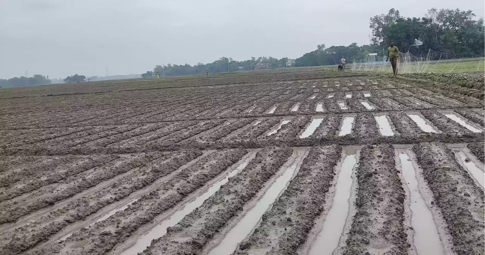 Naogaon farmers face uncertainty as unseasonal rain hits early crops